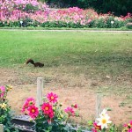 11997980_10153611898658688_1125791052_n