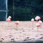 11998703_10153611898653688_1979660143_n